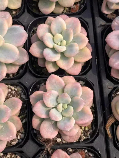 Luoshen Goddess Variegated Single — photo 3 of 6