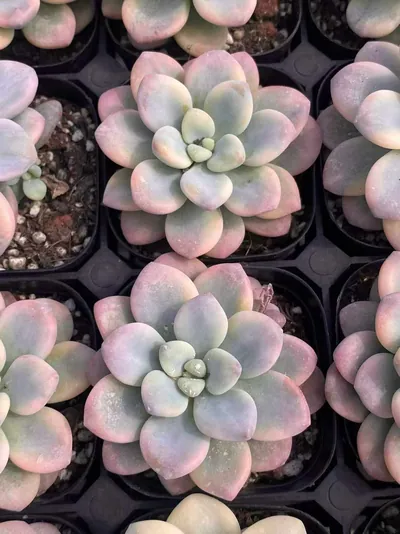 Luoshen Goddess Variegated Single — photo 4 of 6