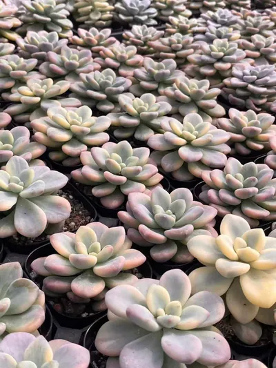 Luoshen Goddess Variegated Single — photo 5 of 6