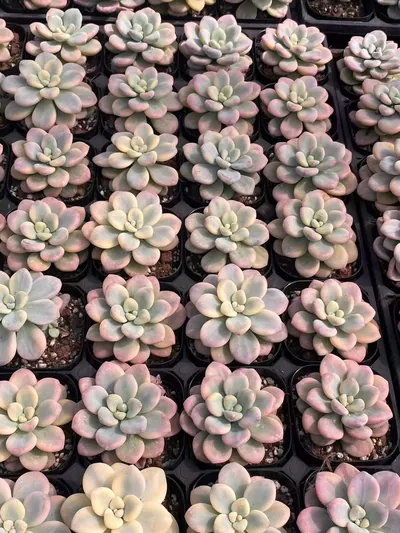 Luoshen Goddess Variegated Single — photo 6 of 6