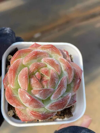 Lychee Pink — wholesale Echeveria from Yunnan, China