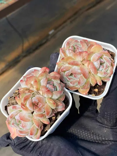 Lychee Pink Cluster — photo 2 of 5