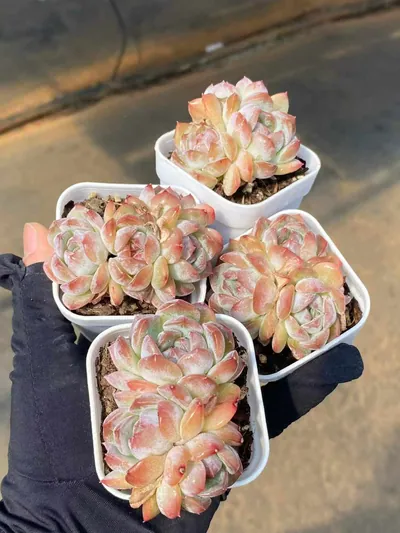 Lychee Pink Cluster — photo 3 of 5