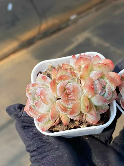 Lychee Pink Cluster — photo 5 of 5