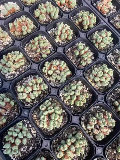 Major General Cluster — wholesale Echeveria from Yunnan, China