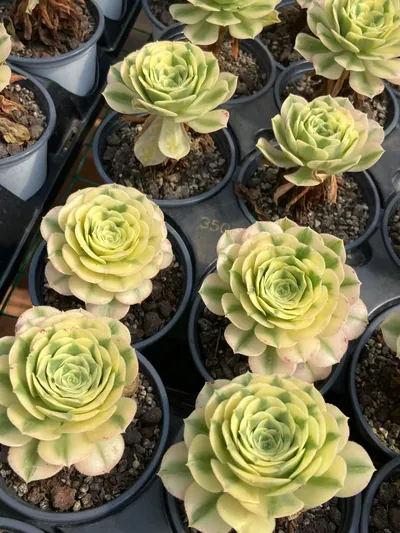 Maybach — wholesale Echeveria from Yunnan, China