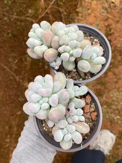 Miko Milk Cluster — photo 2 of 6