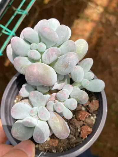 Miko Milk Cluster — photo 3 of 6