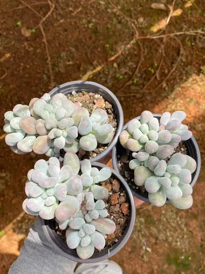 Miko Milk Cluster — photo 4 of 6