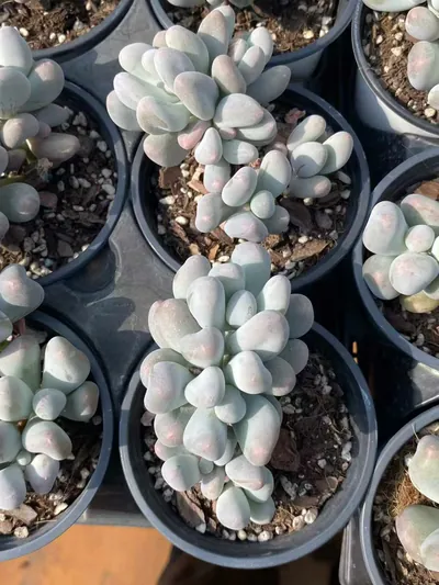 Miko Milk Cluster — photo 6 of 6