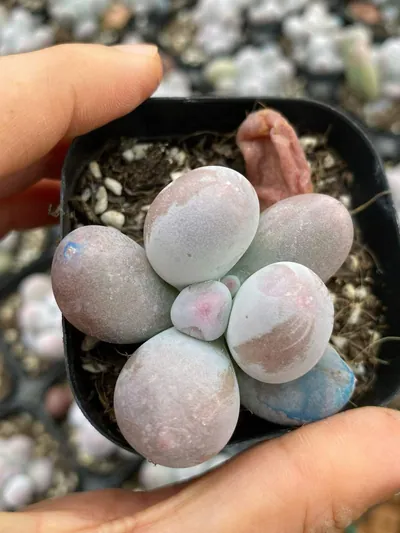 Echeveria Miko Milk Single succulent — wholesale export from Yunnan, China