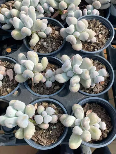 Echeveria Miko Milk Single w/ Offsets succulent — wholesale export from Yunnan, China