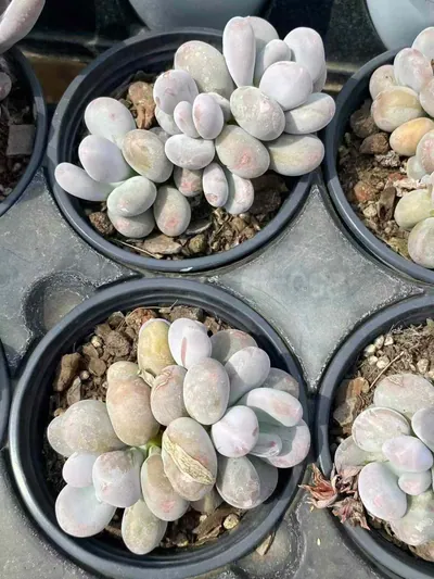 Milk Beauty Cluster — wholesale Rare Succulents from Yunnan, China