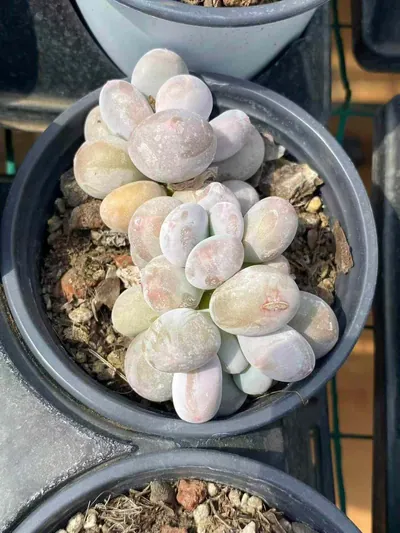 Milk Beauty Cluster — photo 2 of 6