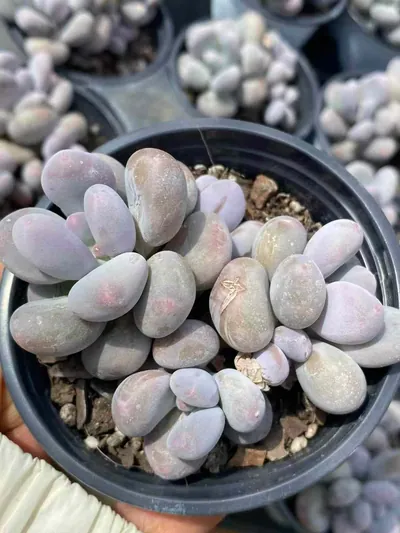 Milk Beauty Cluster — photo 3 of 6