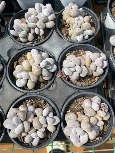 Milk Beauty Cluster — photo 4 of 6