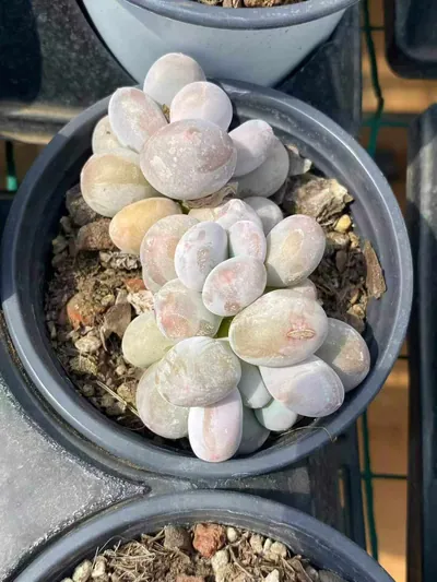 Milk Beauty Cluster — photo 6 of 6