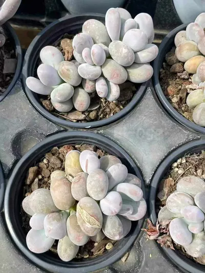 Pachyphytum Milk Beauty Cluster succulent — wholesale export from Yunnan, China