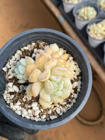 Milk Dragon Cluster — photo 2 of 5