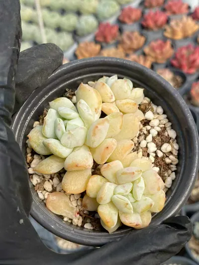 Milk Dragon Cluster — photo 3 of 5