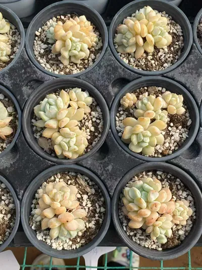 Milk Dragon Cluster — photo 4 of 5