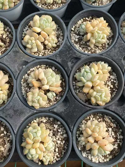 Milk Dragon Cluster — photo 5 of 5