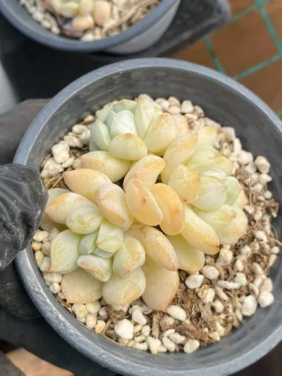 Echeveria Milk Dragon Cluster succulent — wholesale export from Yunnan, China