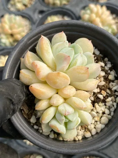 Milk Dragon, Single & Twin-head — photo 2 of 5