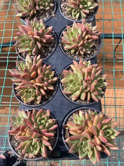 Misty Bubble Cluster — photo 2 of 6