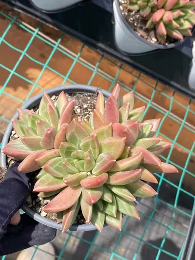 Misty Bubble Cluster — photo 3 of 6