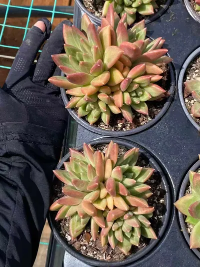 Misty Bubble Cluster — photo 4 of 6
