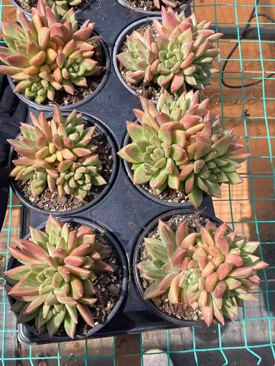 Misty Bubble Cluster — photo 5 of 6