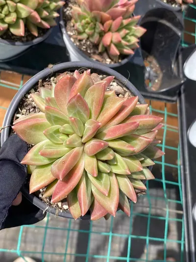 Misty Bubble Cluster — photo 6 of 6