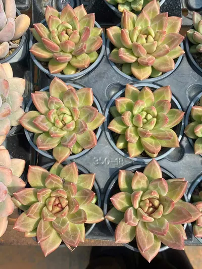 Misty Bubble Single — photo 2 of 4
