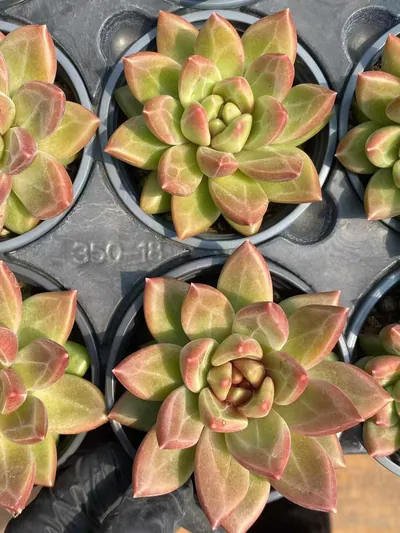 Misty Bubble Single — photo 3 of 4