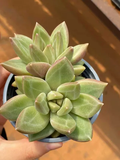 Echeveria Misty Bubble Twin-head succulent — wholesale export from Yunnan, China
