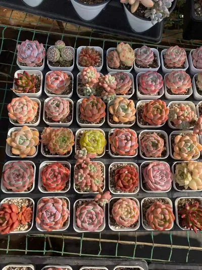 Mixed Assortment — photo 1 of 5