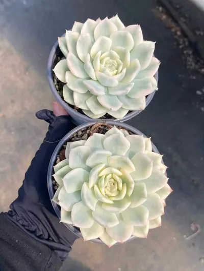 Moon Fairy Variegated — photo 2 of 4