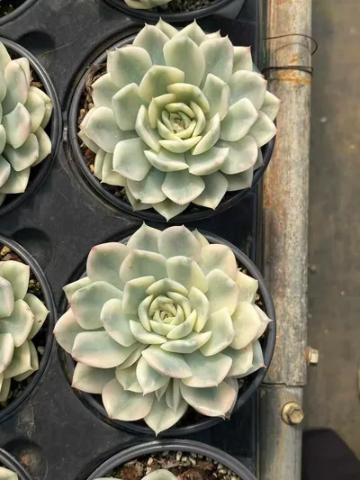Moon Fairy Variegated — photo 3 of 4
