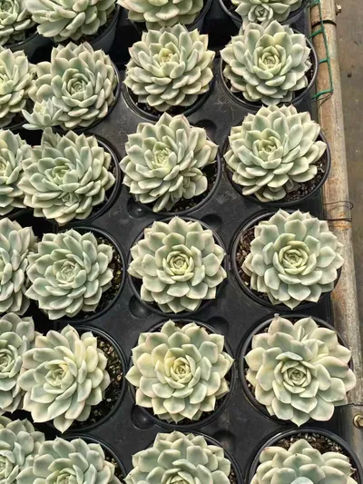 Moon Fairy Variegated — photo 4 of 4