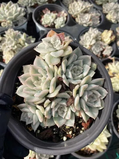 Echeveria Moon Fairy Variegated Cluster succulent — wholesale export from Yunnan, China