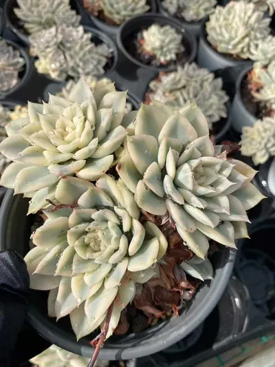 Moon Fairy Variegated Cluster — photo 2 of 4