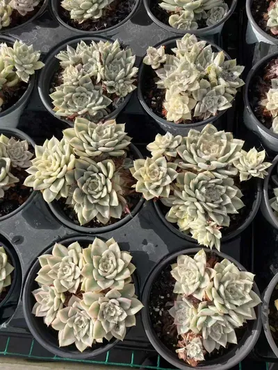 Moon Fairy Variegated Cluster — photo 3 of 4