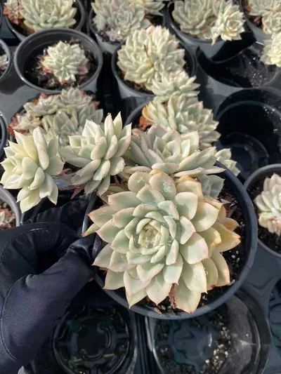 Moon Fairy Variegated Cluster — photo 4 of 4