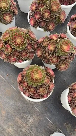 Aeonium Aeonium 'Moonglow' succulent — wholesale export from Yunnan, China