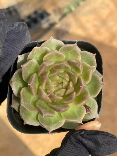 Morning Feather Rose — wholesale Echeveria from Yunnan, China