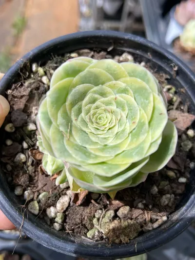 Mountain Rose Variegated — wholesale Aeonium from Yunnan, China
