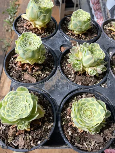 Mountain Rose Variegated — photo 2 of 6