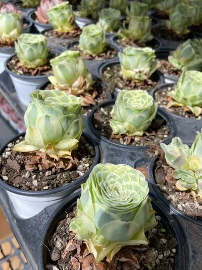 Mountain Rose Variegated — photo 3 of 6