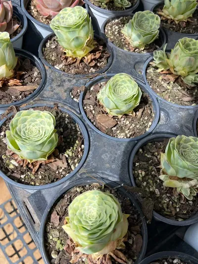 Mountain Rose Variegated — photo 4 of 6